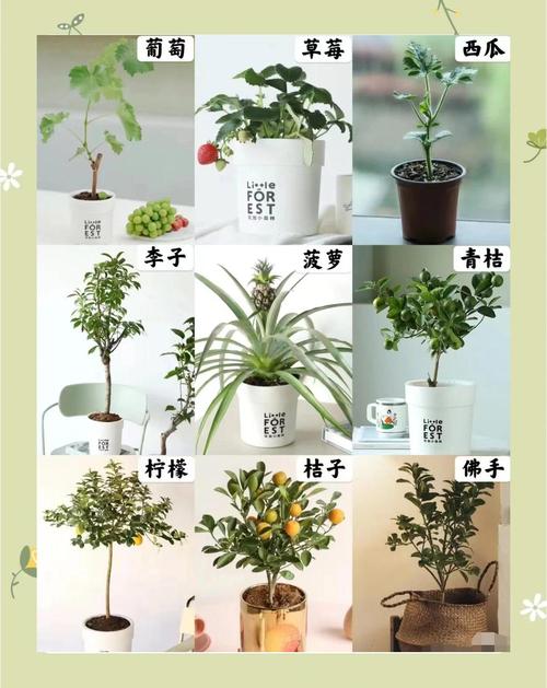 柑橘宽窄行种植技术怎么用？-图1