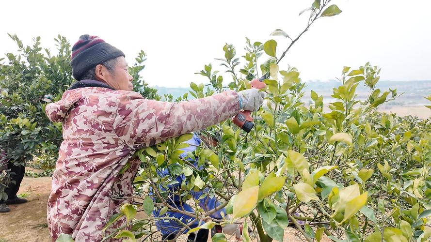 柑橘宽窄行种植技术怎么用？-图2