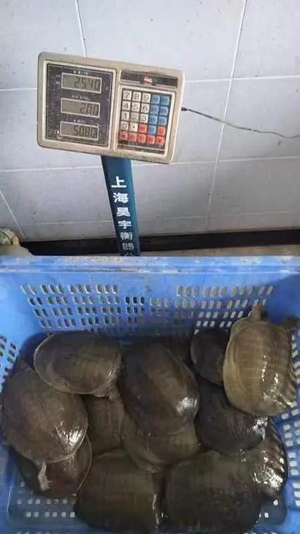 当前甲鱼价格行情如何？-图1