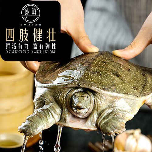 当前甲鱼价格行情如何？-图3