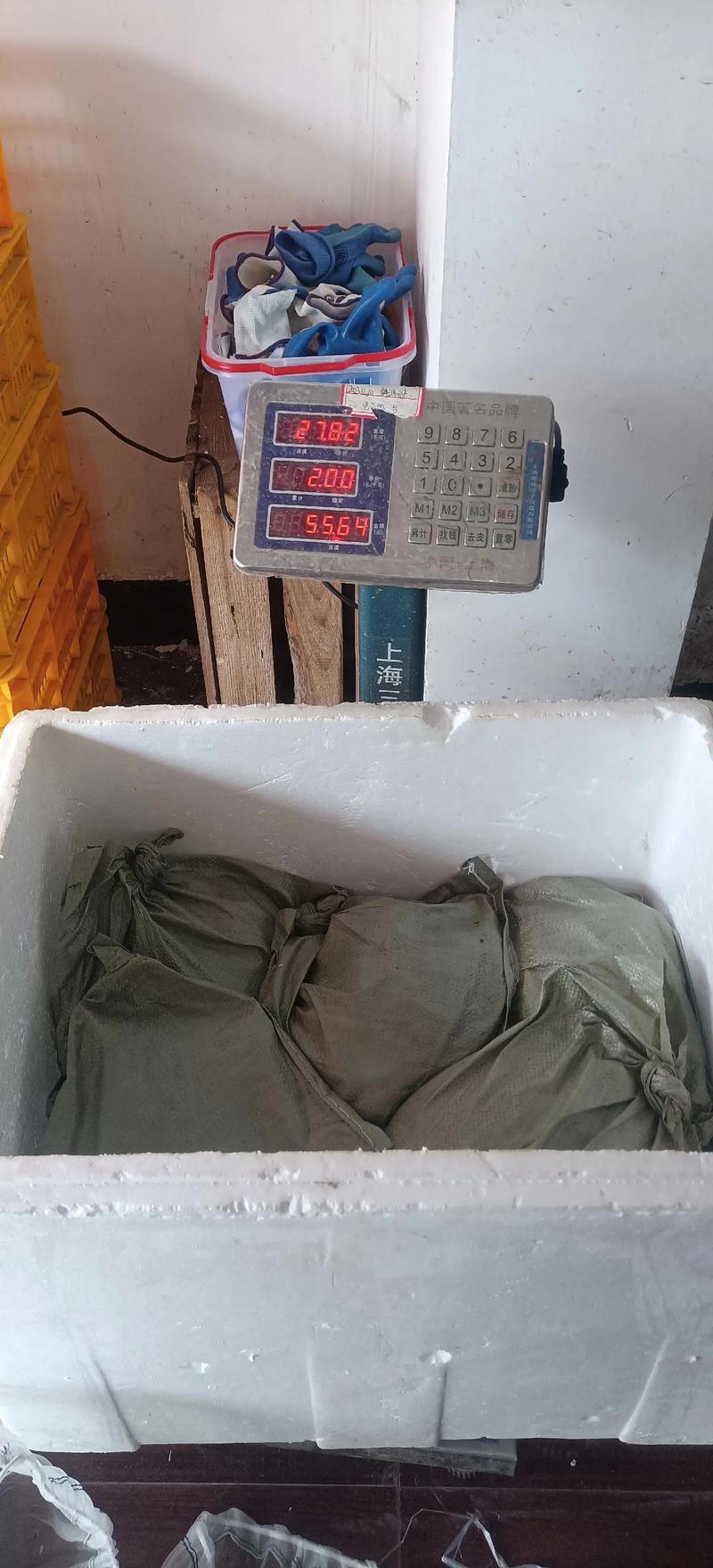 当前甲鱼价格行情如何？-图2