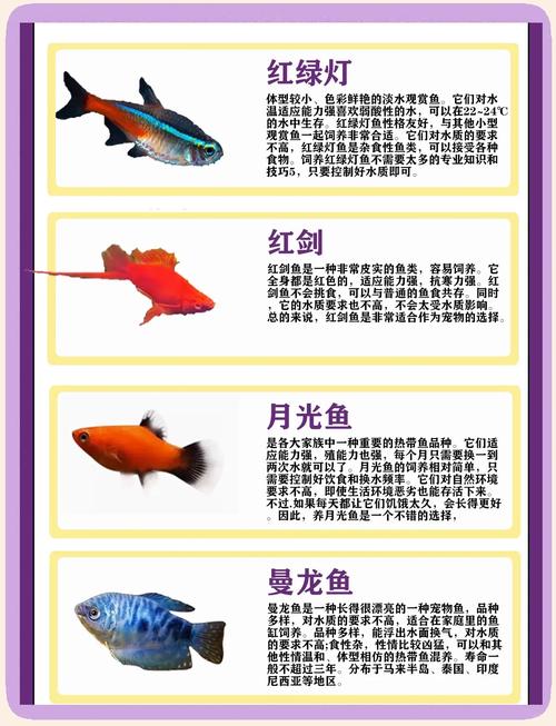 哪些观赏鱼品种最赚钱？-图2