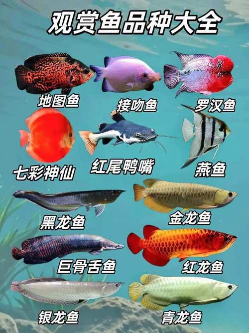 哪些观赏鱼品种最赚钱？-图1