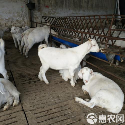 白山羊哪些品种生长速度慢？-图2
