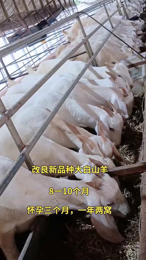 白山羊哪些品种生长速度慢？-图3