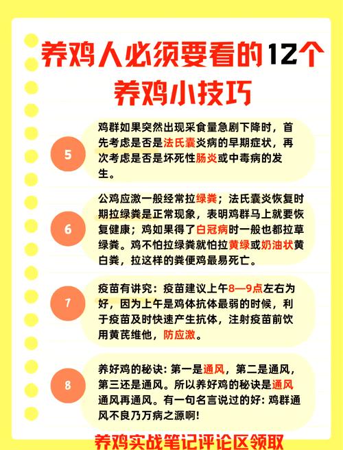 无公害蛋鸡饲养新技术有哪些要点？-图1