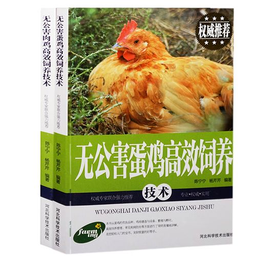 无公害蛋鸡饲养新技术有哪些要点？-图2