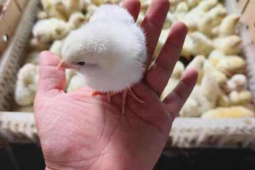 山东817鸡苗价格今日行情如何？-图3