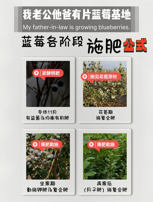 露天蓝梅种植技术有哪些关键点？-图2