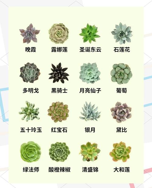 多肉花品种有哪些？常见品种怎么区分？-图3