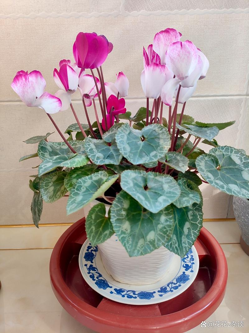 仙客来养殖技术有哪些关键点？-图3