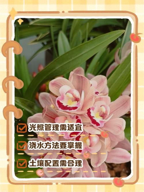 仙客来养殖技术有哪些关键点？-图2