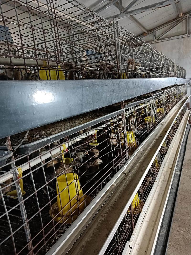 网上免费鸡苗养殖技术真的靠谱吗？-图3