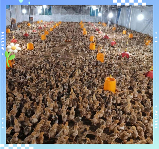 网上免费鸡苗养殖技术真的靠谱吗？-图1