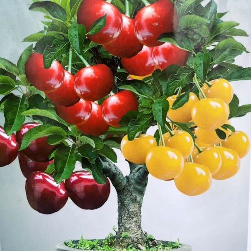 哪些樱桃品种适合盆栽养护？-图3