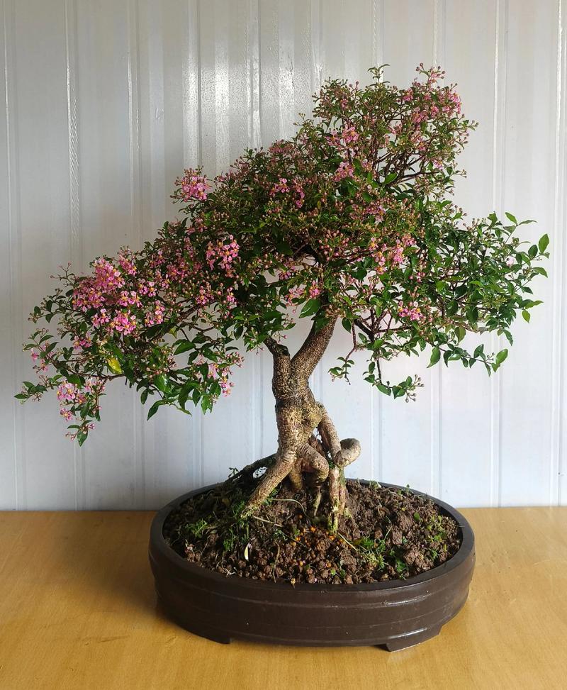 哪些樱桃品种适合盆栽养护？-图2