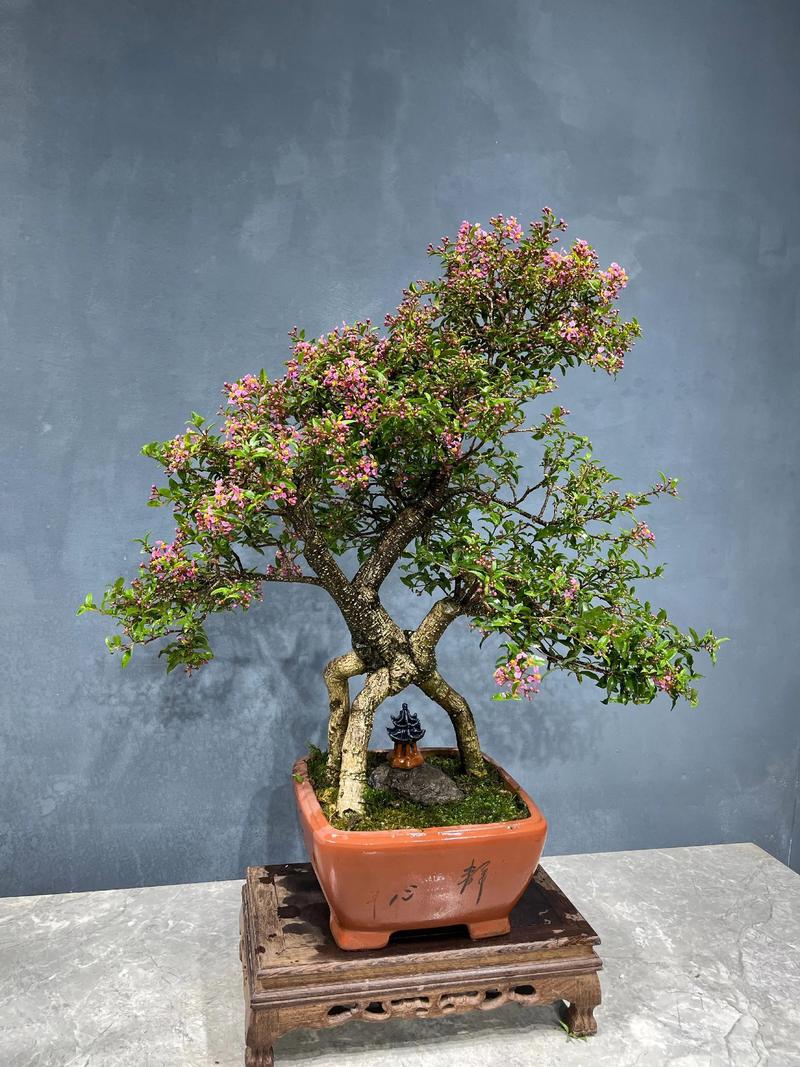 哪些樱桃品种适合盆栽养护？-图1