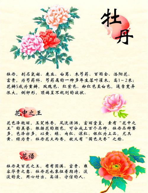 牡丹品种究竟有多少？-图2