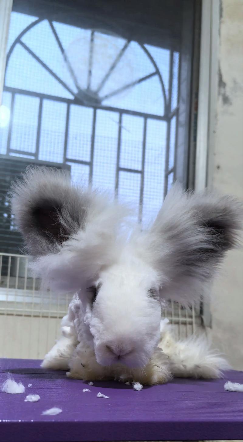 2025长毛兔兔毛价格会涨还是跌？-图2