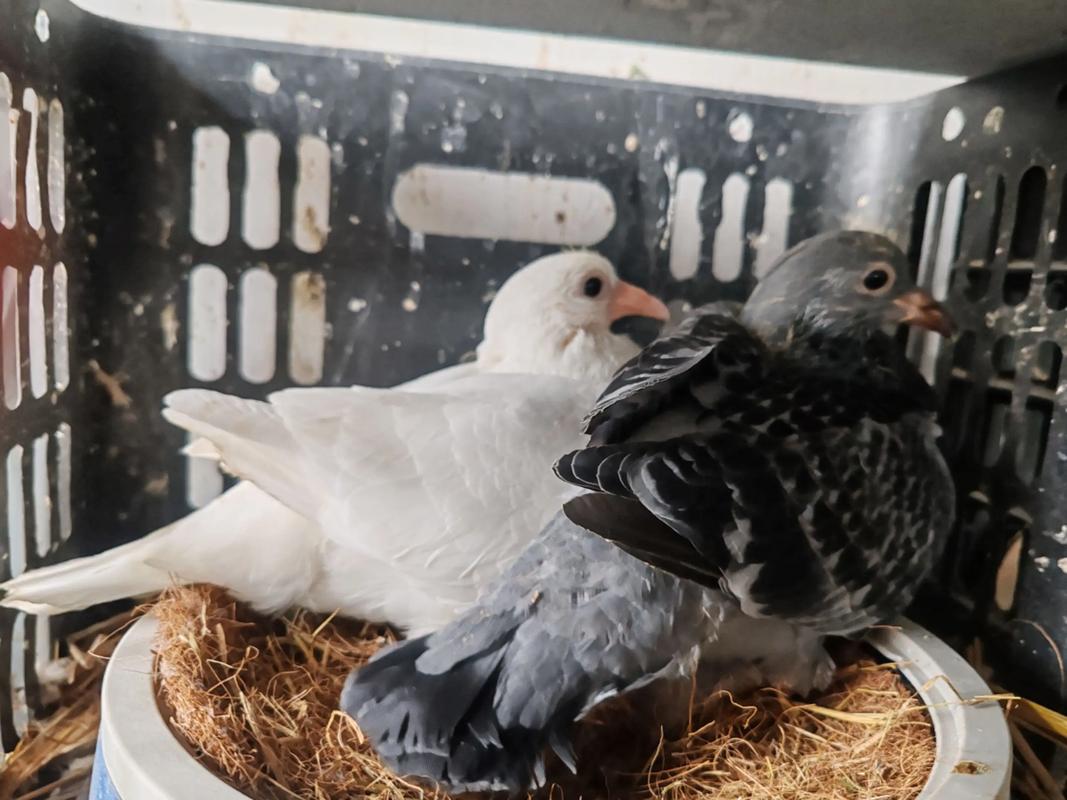 散养鸽子技术视频有哪些要点？-图2