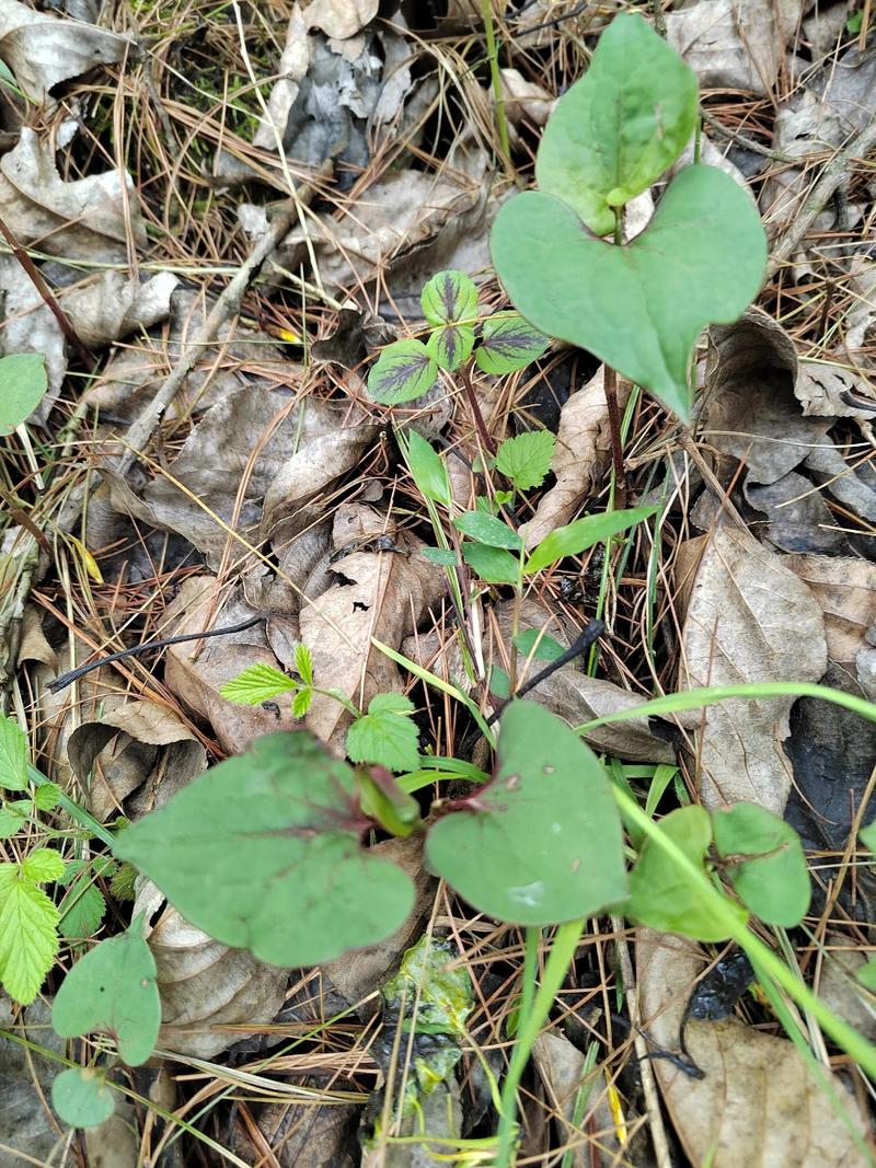 折耳根何时种？技术要点有哪些？-图1