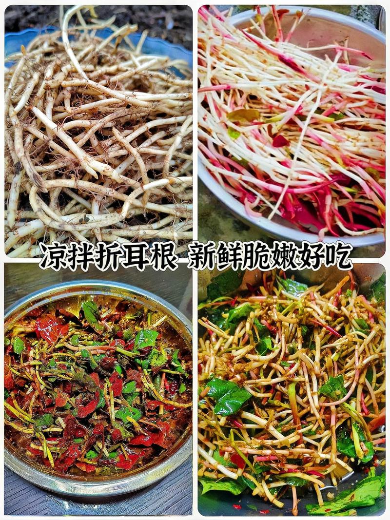 折耳根何时种？技术要点有哪些？-图3