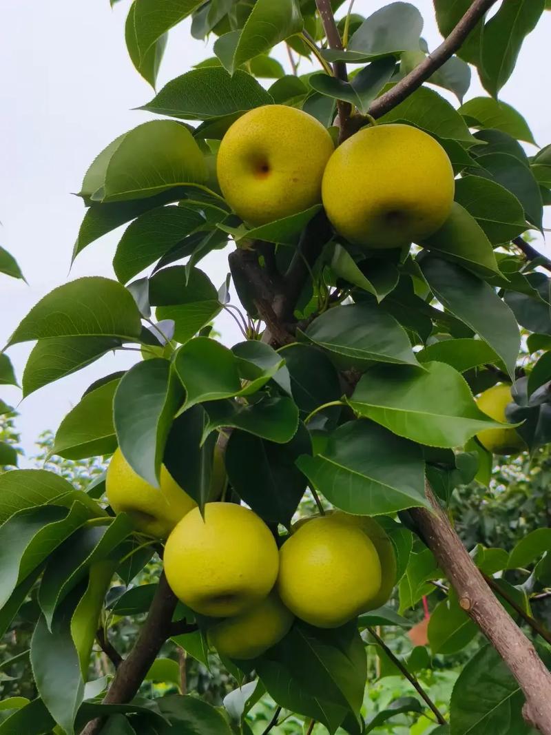 皇冠梨是哪种梨的品种？-图1