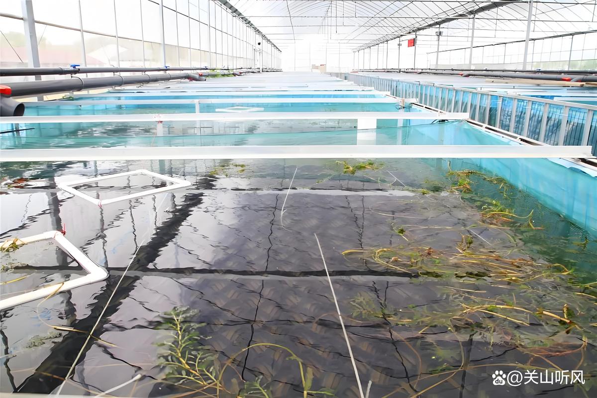 黄鳝室内养殖新技术有哪些要点？-图3