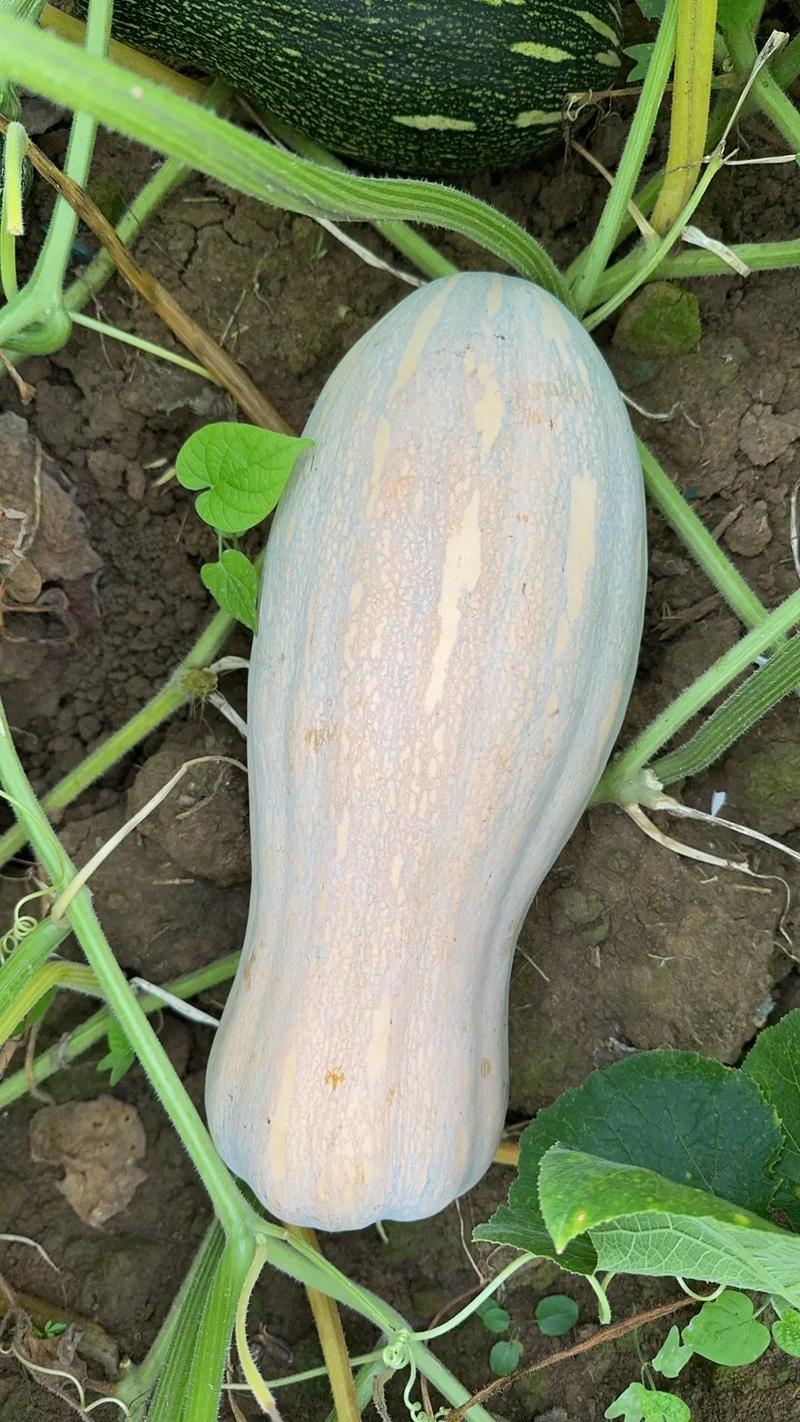 广西南瓜种植品种有哪些？-图2