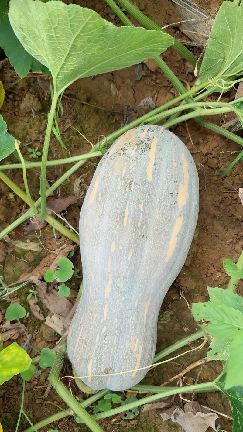广西南瓜种植品种有哪些？-图3