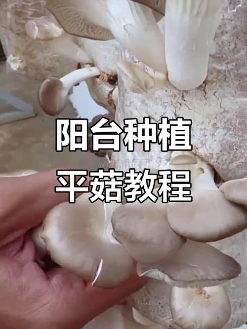 平菇栽培视频技术有哪些关键点？-图2