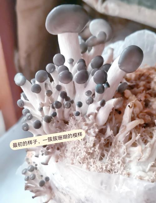 平菇栽培视频技术有哪些关键点？-图3