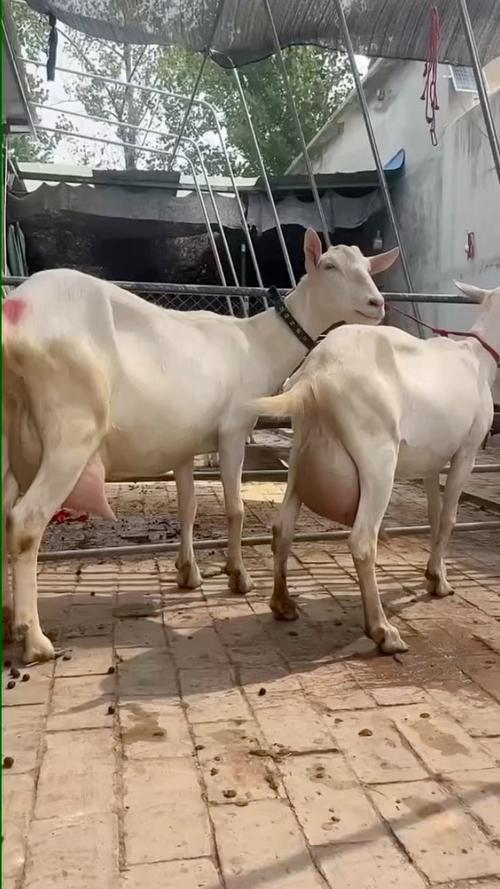 奶山羊有角是哪个品种？-图1