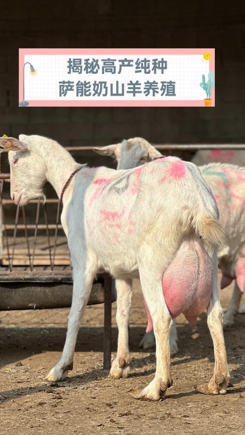 奶山羊有角是哪个品种？-图2