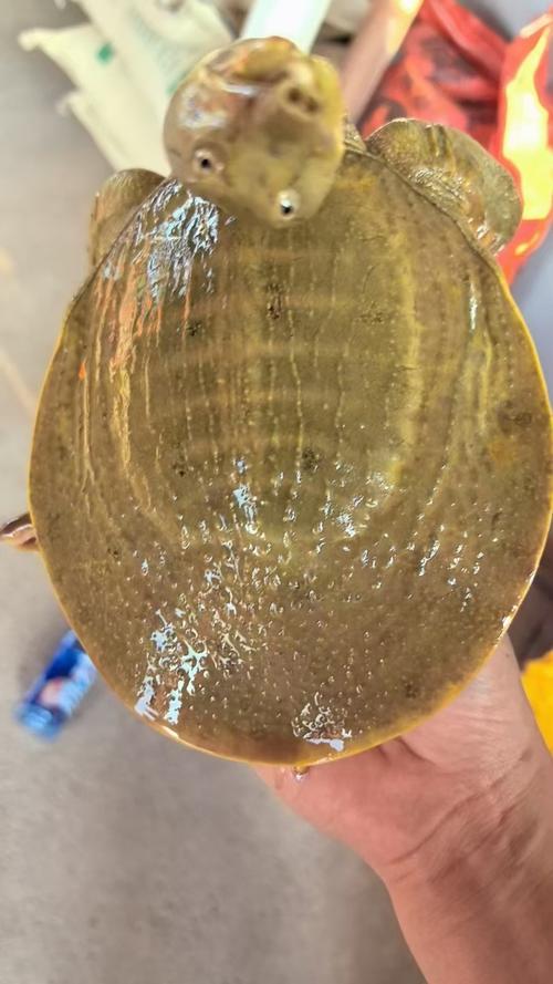 土黄色甲鱼是稀有品种吗？-图1