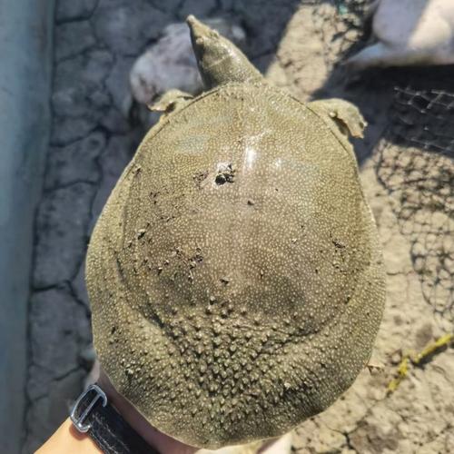 土黄色甲鱼是稀有品种吗？-图2