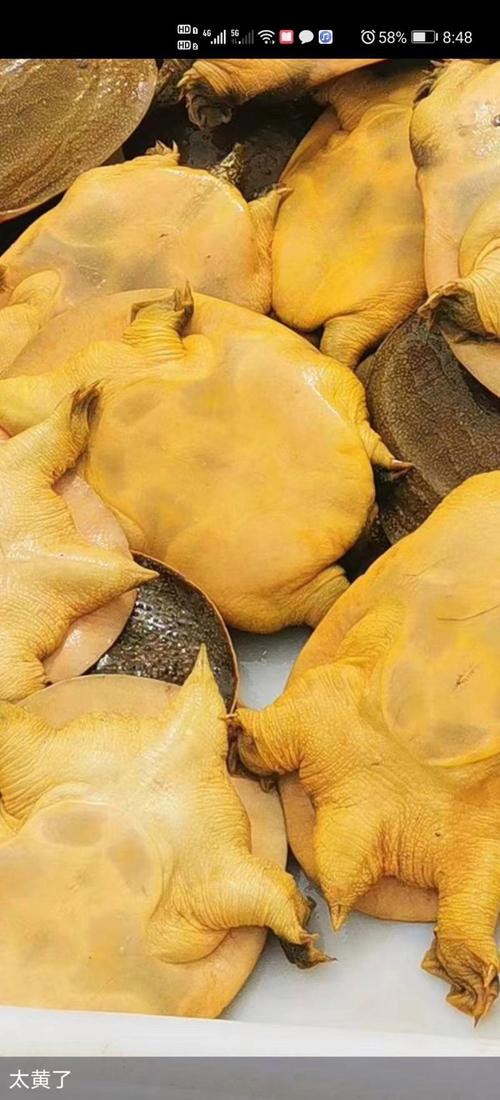 土黄色甲鱼是稀有品种吗？-图3