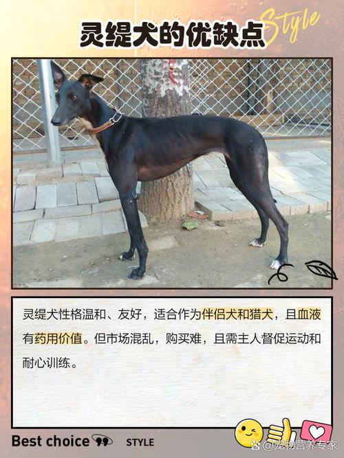 河南养肉狗，哪个品种最合适？-图1