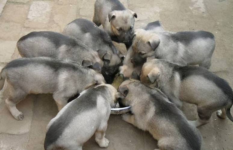 河南养肉狗，哪个品种最合适？-图2