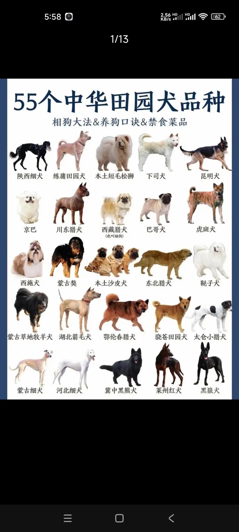 河南养肉狗，哪个品种最合适？-图3