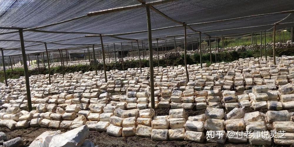 袋装灵芝栽培技术视频怎么学？-图1