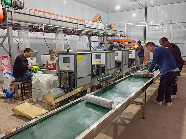 袋装灵芝栽培技术视频怎么学？-图2