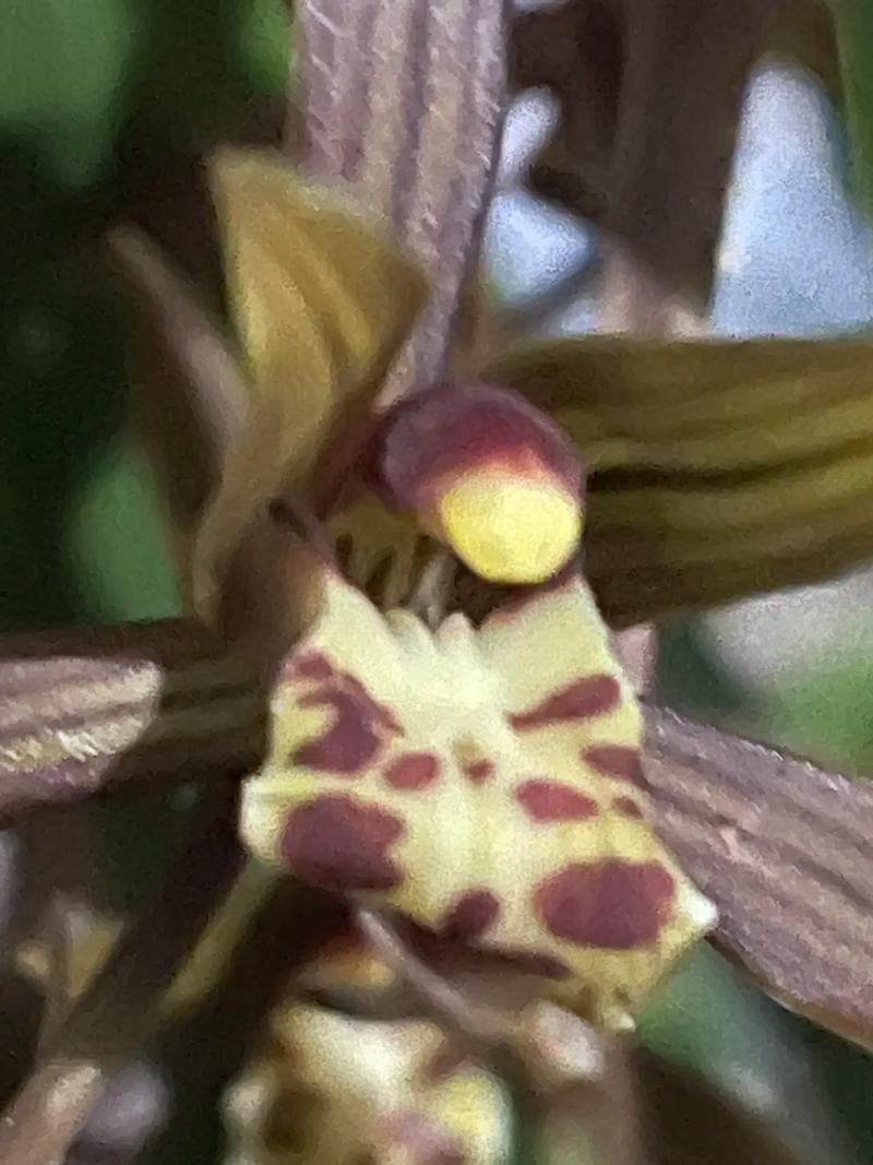 墨兰哪个品种开绿色花？-图3