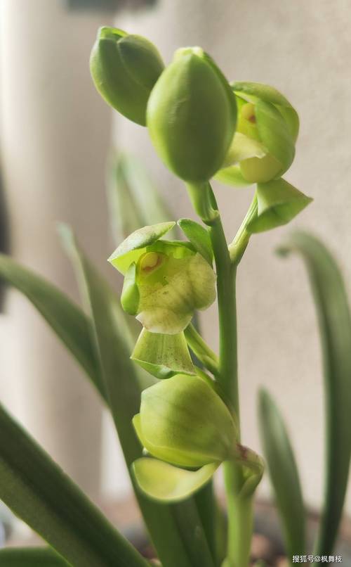 墨兰哪个品种开绿色花？-图1