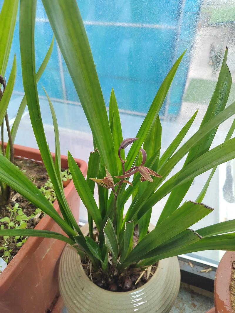 墨兰哪个品种开绿色花？-图2