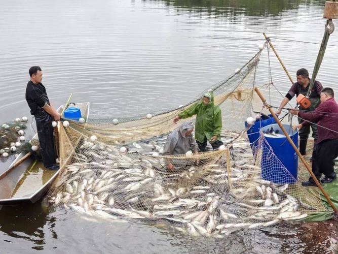 水库养鱼技术视频，如何快速掌握关键技巧？-图3