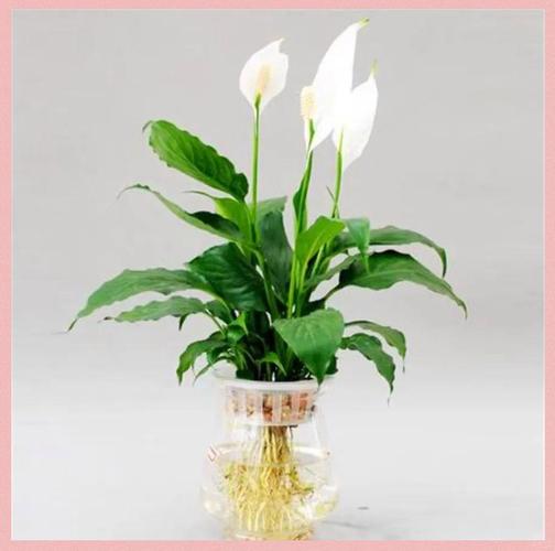 哪些水养花品种好看？附图片！-图1