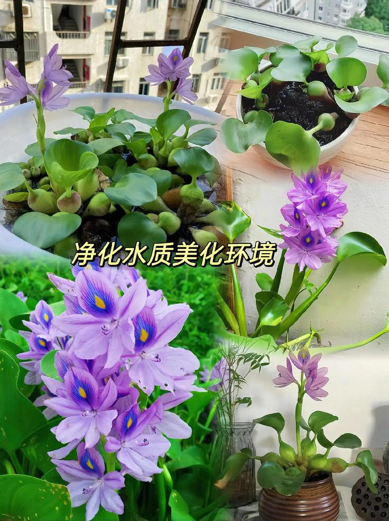 哪些水养花品种好看？附图片！-图2