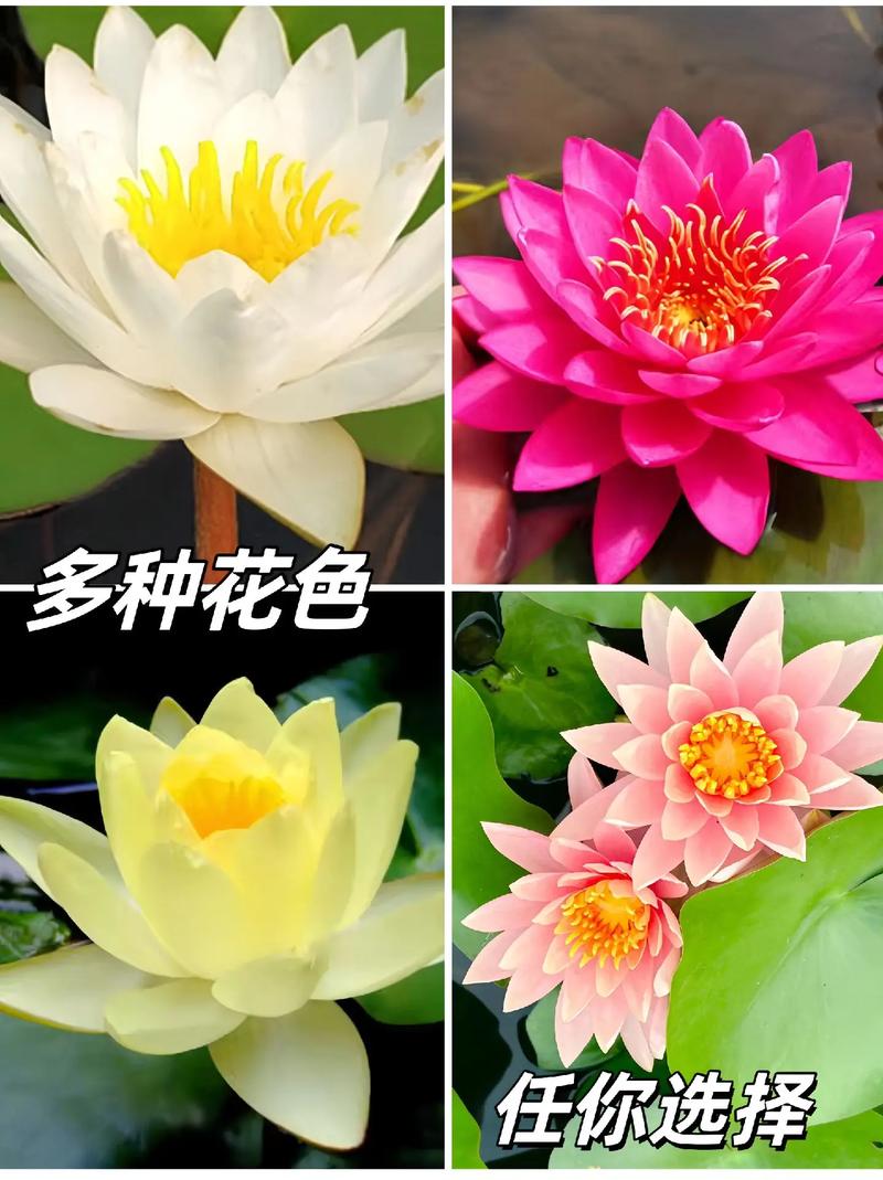 哪些水养花品种好看？附图片！-图3