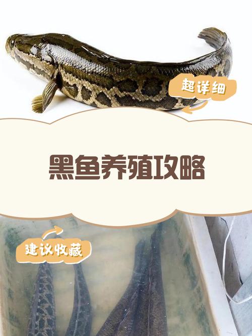 鱼塘套养黑鱼，关键技术有哪些？-图2